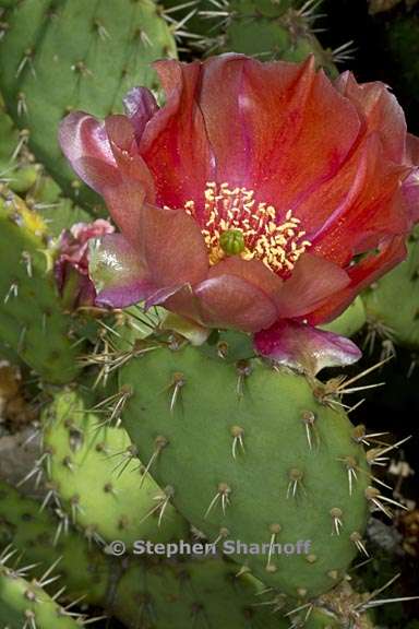 opuntia littoralis var vaseyi 2 graphic